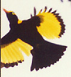 regent bower bird