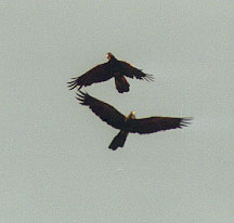 flying yellow tailed blacks