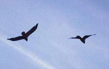 flying yellow tailed blacks