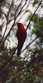 crimson rosella