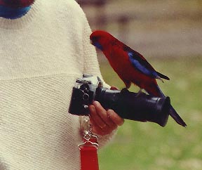crimson rosella