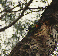 eastern rosella