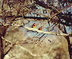 eastern rosellas