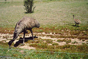 emu