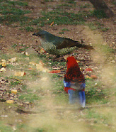 female satin bower bird