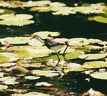 jacanas