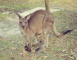 kangaroo