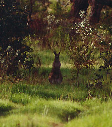 kangaroo