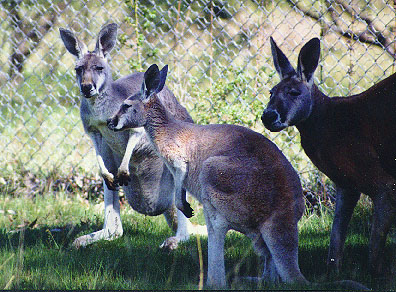 kangaroos