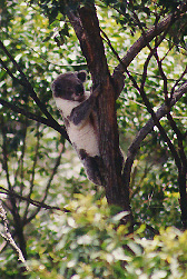 koala