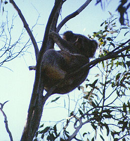 koala