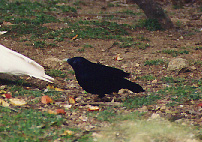 male satin bower bird