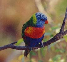 Rainbow Lorikeet