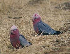 Galahs