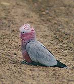 Galah