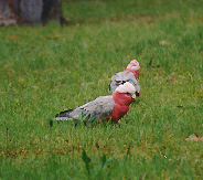 galahs