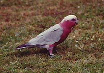 rose breasted cockatoo