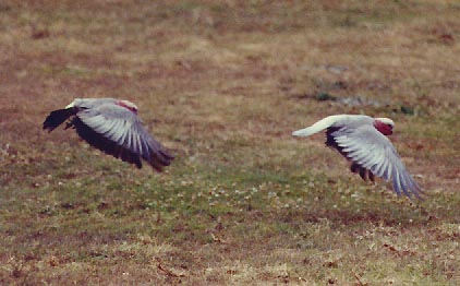 rose breasted cockatoos