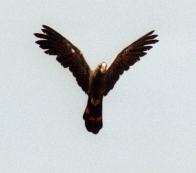 flying red-tailed black cockatoo