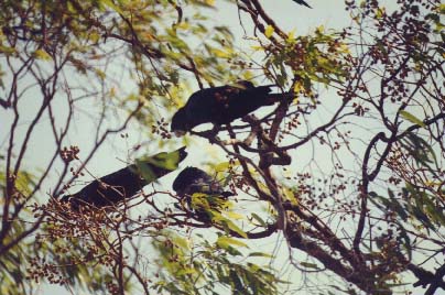 Red Tailed Black Cockatoo