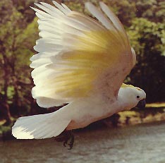 sulpur cockatoo