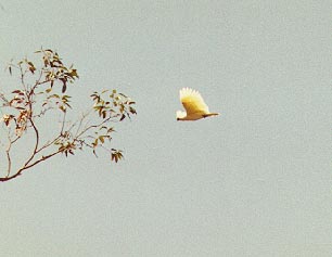 sulphur cockatoo