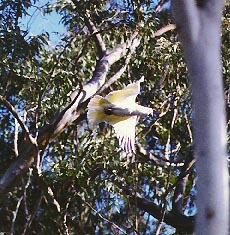 sulphur flying