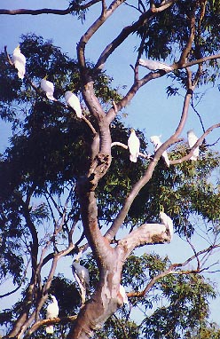 sulphurs in the trees