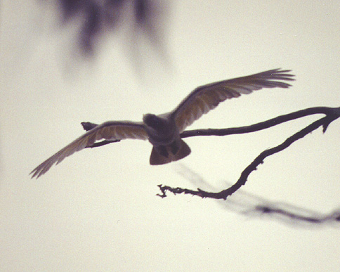 sulphur cockatoo