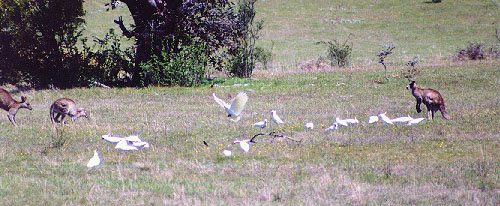 kangaroos & sulphurs