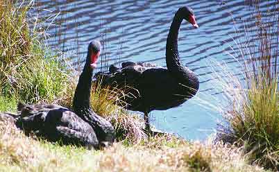 black swans