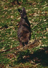 wallaby