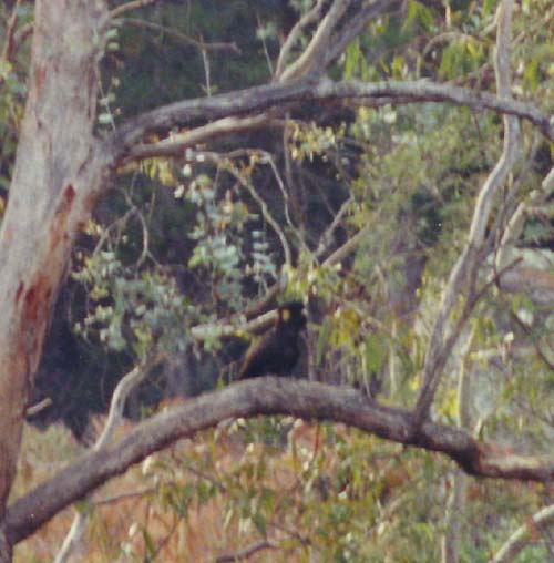 yellow tailed black cockatoo