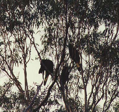 yellow tailed blacks