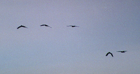 flying yellow tailed blacks
