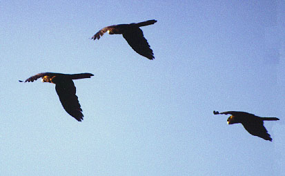 flying yellow tailed blacks