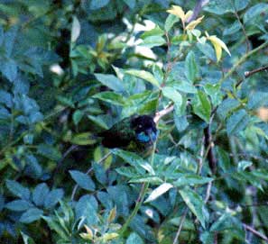 violet-headed hummingbird