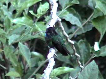 violet-headed hummingbird